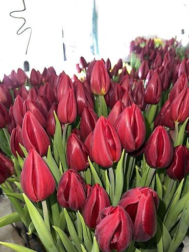 Букеты из живых цветов: 🌷 Тюльпаны оптом и в розницу!🌷 Свежие, хрустящие, плотные бутоны 🌿 at lalafo.kg — 3 Букеты из живых цветов: 🌷 Тюльпаны оптом и в розницу!🌷 Свежие, хрустящие, плотные бутоны 🌿 — 3