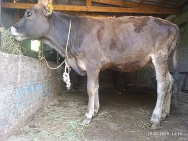 продаю музоо торпок корова самка бык самец айрширская ангус алатауская на забой для разведения на откорм племенные нетель привязанные: Продается тёлочка возраст 6 месяцев полушвец город Каракол цена