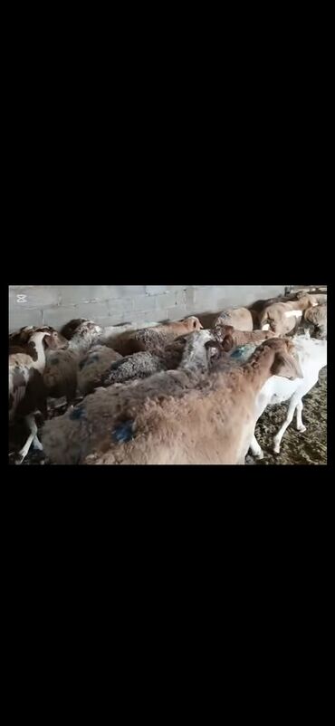 как продать корову срочно: Сатам | Ургаачы кой (ургаачы) | Көбөйтүү үчүн | Ургаачы
