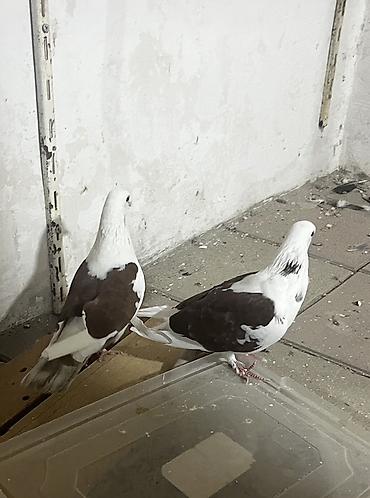 goyərcin yuvalari: Hazır cüt bakı quşları qan qırmızı çəplərdi 
təzə cüt vurmuşam — 3