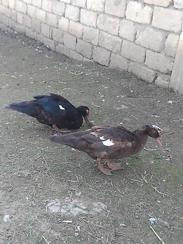 hava kompresoru satilir: 2 eded lal ördek 3 eded cır ördek cem qiymet 70 manat Məhsul — 1