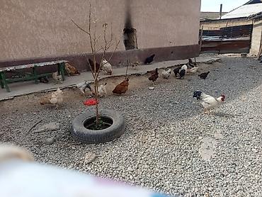 Продам с/х животных: Продаю | Куры | Домашняя | Для разведения — 2