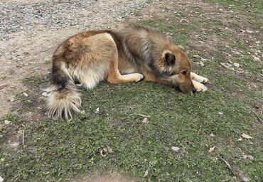 İtlər: Caucasian Shepherd Dog, 1 year dog, Male dog, For mating, Ünvandan götürmə