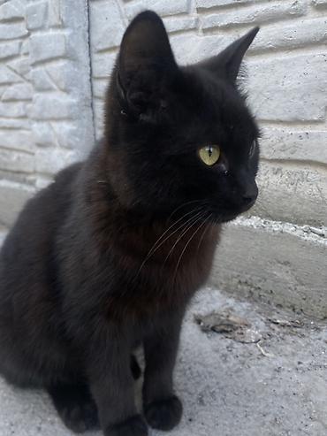 Продажа кошек: 6 месяцев, Мальчик, Черный — 22