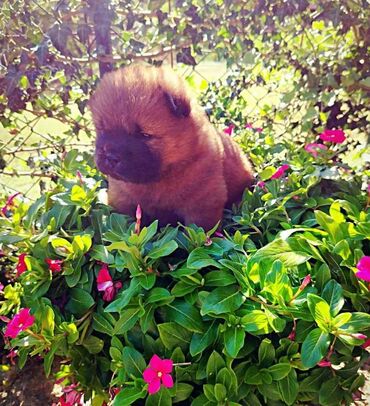 Psi: Na prodaju prelepi stenci rase Chow chow, ostenjeni 11.08.2024, cetiri — 4