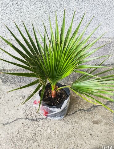 цветы пальма: Продаю пальму Вашингтония нитеносная