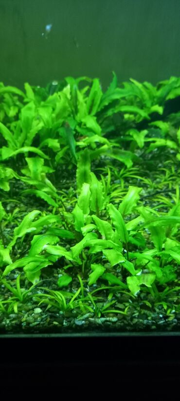 akvarium baliqlar: Криптокорина