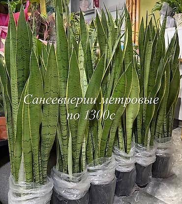 Дом и сад: Сансевьерия (Sansevieria, «щучий хвост») — высокие, примерно метровые — 1