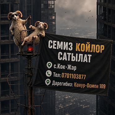 котные матки: Продаю | Овца (самка), Ягненок, Баран (самец) | На забой — 1