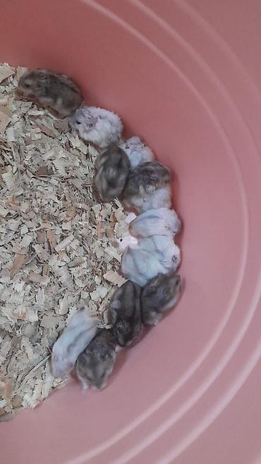 Pişiklər: Sevimli ev heyvanları – balaca pişik balaları və xırda hamsterlər — 1