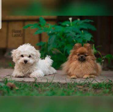 Услуги ветеринара: Гостиница для собак уезжаете в командировку или отпуск, и не знаете — 7