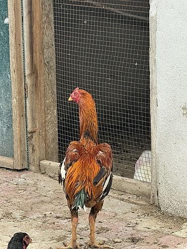 toyuq növləri: Aseel tipli xoruz 9 aylıq saglam ban vurur - Rəng: qızılı-qara ağ — 2