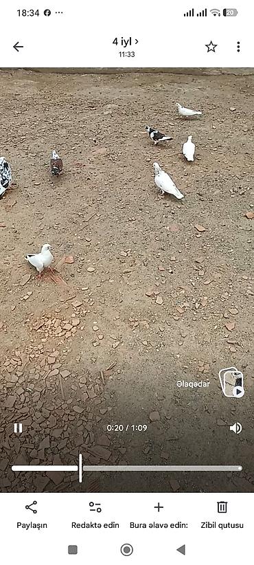 goyerçinler: 15hryvandir tam sağlam heyvanlardır hoptavoy 5manatdan tek tek — 1