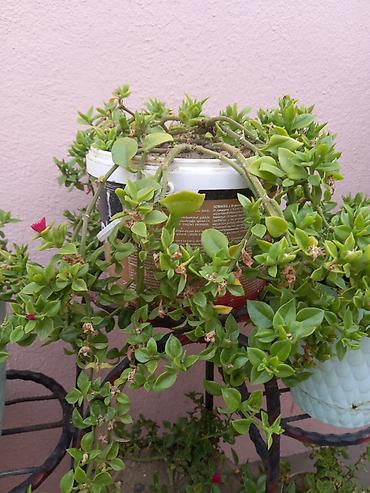 Çöl bitkiləri: Pelargonium (qızılqol) saksı gülləri və sukkulent - Növ: Pelargonium — 5