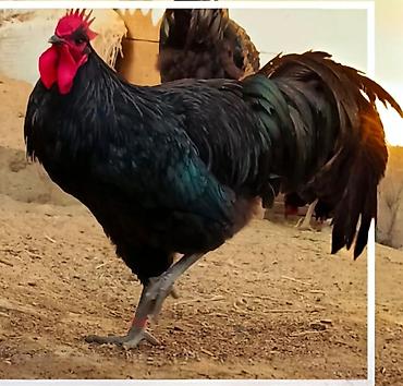 Птицы: Джерсийский гигант жумурткага жана жөжөлөргө заказ алабыз — 11