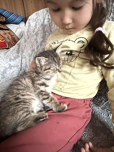 Отдам даром кошку: 2 месяца, Девочка, Метис — 7