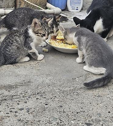 pişik paltarları: Sahibləndirilir baxa bilən heyvan sevgisi olan insanlar narahat etsin — 2