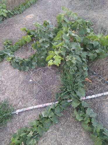 Ağaclar: Satıram . Nar ağacı kemsirin ve birde üzüm ağacı hər ikisi torpaq da — 11