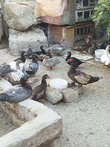 Kənd təsərrüfatı quşları: Lal ördəklər krasnadar macar zümrüd lavanda super heyvanlardı — 2