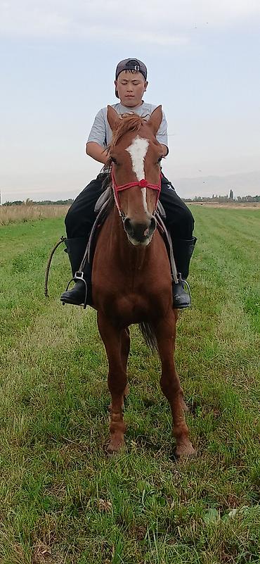 питомники собак в бишкеке: Продаю | Конь (самец), Жеребец | На забой, Для разведения, Для молока | Племенные, Осеменитель — 1
