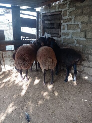 Qoyunlar, qoçlar: Erkək, Qala, il: 1, 75 kq, Damazlıq, Ünvandan götürmə -da lalafo.az — 7 Qoyunlar, qoçlar: Erkək, Qala, il: 1, 75 kq, Damazlıq, Ünvandan götürmə — 7