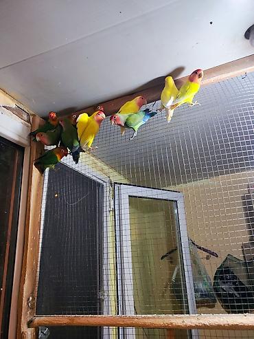 Tutuquşları: Sevgi quşları (lovebird) – bir neçə fərqli rəng mutasiyası ilə — 8