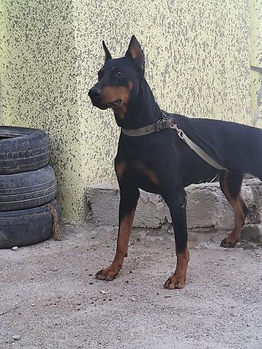 seksi it: Doberman — 9