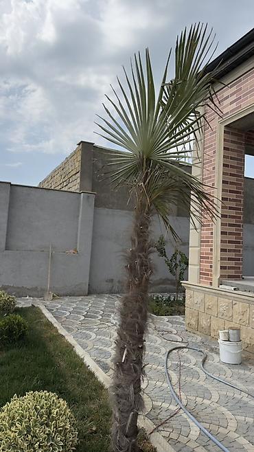 palma gülü: Dekorativ xurma/palma ağacı – fan formalı yarpaqlar - Növ: Fan — 2