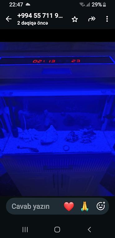 heyvan bazarı: LED işıqlı və rəqəmsal göstəricili akvarium satılır. Akvarium — 4
