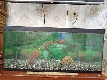 akvarium filteri: Böyük ölçülü şüşə akvarium Balıqla birgə satılır balıqlar 50 dən — 2