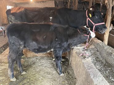 продаю музоо торпок корова самка бык самец айрширская ангус алатауская на забой для разведения на откорм племенные нетель привязанные: Сатам | Кунаажын | Швиц | Көбөйтүү үчүн, Сүт алуу үчүн | Жасалма уруктандырылган, Байланган