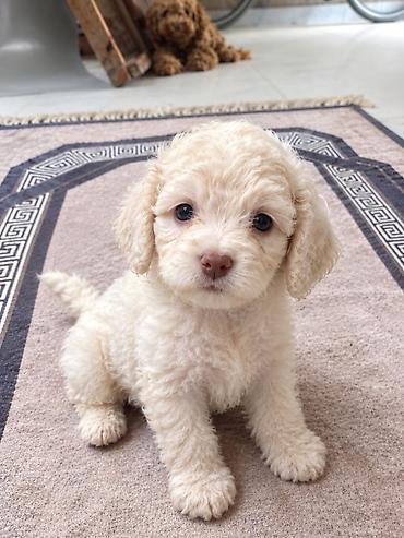 minyatür poodle: Pudel, 1 ay — 1
