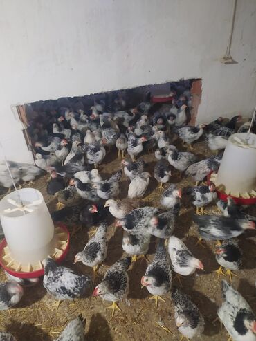 Коровы, быки: Курица, Broyler, Для мяса, Бесплатная доставка