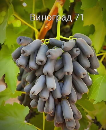 полтавский: Семена и саженцы Платная доставка