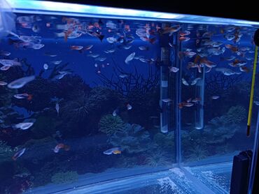 Akvariumi: Mlade gupike 100 komada, mix. Cena po komadu 100 dinara, zdrave i