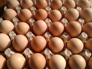Птицы: Продаю яйца адлеров высшего качества