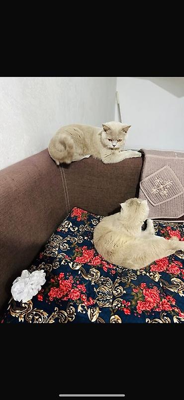 британцы котята: Два милых котенка породы шотландская вислоухая, оба с кремовым окрасом — 1