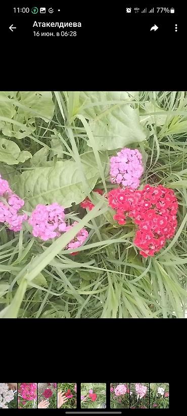 усик клубники: Гвоздика турецкая (Dianthus barbatus), садовые сорта, многоцветные. - — 4