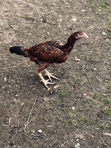 Cücələr: Toyuq cücələri, Damazlıq — 4