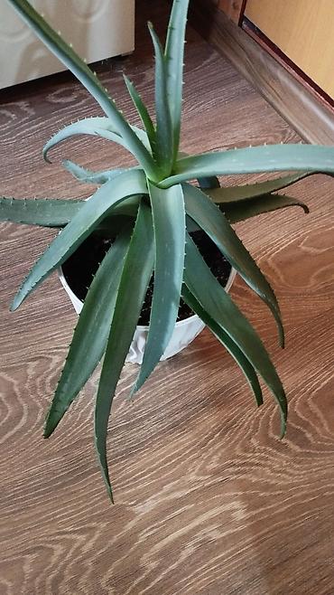 Алоэ: Алоэ (Aloe vera), комнатное растение в горшке. - Крупный куст с — 1