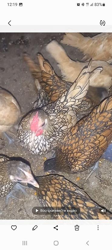 Куры, петухи: Продаю | Куры | Для разведения — 2