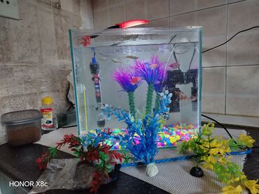 beta balığı: Dördbucaq akvarium, Balıqlarla birlikdə, 20 l, Ünvandan götürmə, Ödənişli çatdırılma