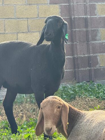 поилка для животных: Продаю | Овца (самка) | Для разведения | Матка