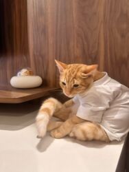 Pişiklər: Sekilleri cevirib baxin her biri ev pisiklerimdir pulsuz yaxsi baxana -da lalafo.az — 6 Pişiklər: Sekilleri cevirib baxin her biri ev pisiklerimdir pulsuz yaxsi baxana — 6