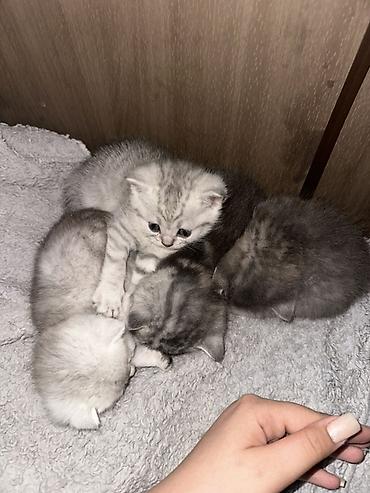 кошки маленький: Британские короткошёрстные котята, серебристые с мраморным/пятнистым — 7