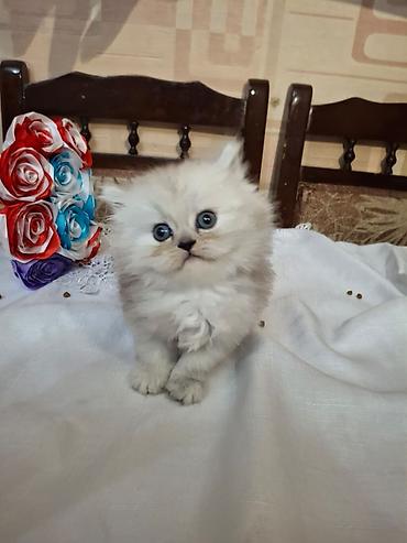 Pişiklər: Fars, Dişi, Ünvandan götürmə — 7