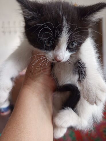 животные котенок: Одам котенка