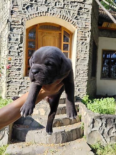 cane corso qiyməti: Kane-Korso, Pulsuz çatdırılma — 8