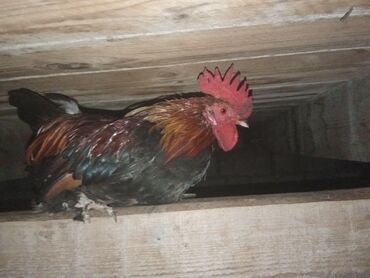 cucə və xoruz təmsil: YAPON : Xoruz reyal alıcı yaşın 15azndi Təsvir:hem ucuz həm 1ilk