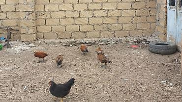 qaz quş: Satılır: Ruddy shelduck (qızılı ördək) dəstəsi - Növ: Tadorna — 1